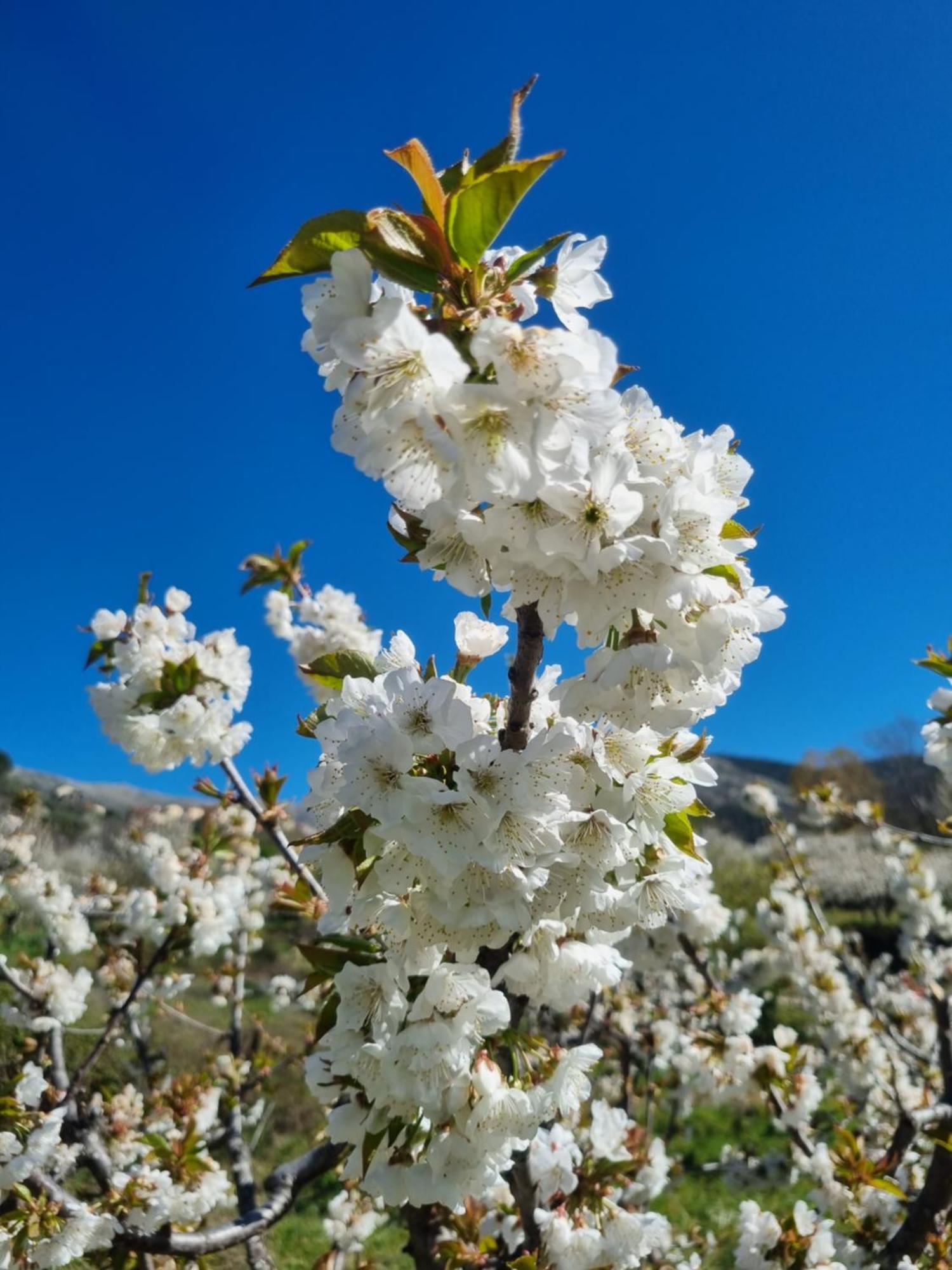 La Albarea By #Cherrygredos El Arenal  Buitenkant foto